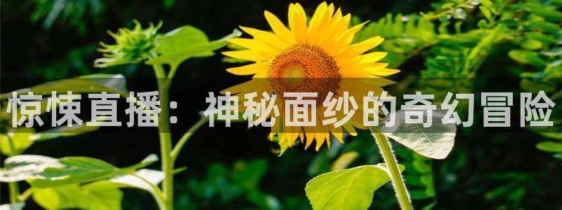 山猫足球直播：惊悚直播：神秘面纱的奇幻冒险