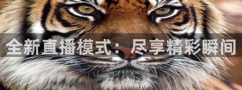 nba山猫直播体育：全新直播模式：尽享精彩瞬间
